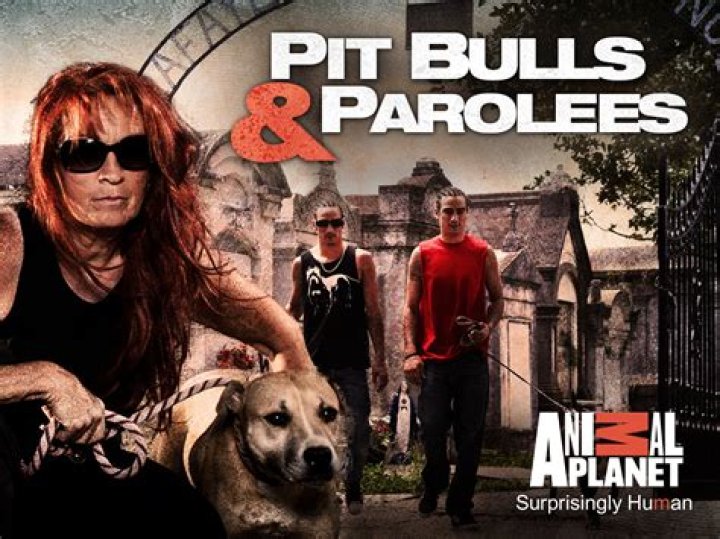 
Animal Planet’s Pitbulls and Parolees Is Back – Where Is It Located Now? 