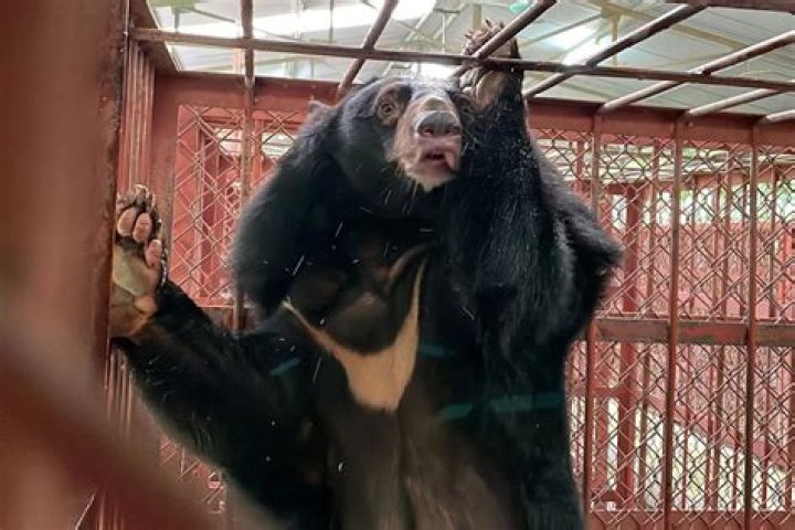 
Bear Named Paddington Rescued from Tiny Cage at Bile Farm in Vietnam and Treated to Marmalade 